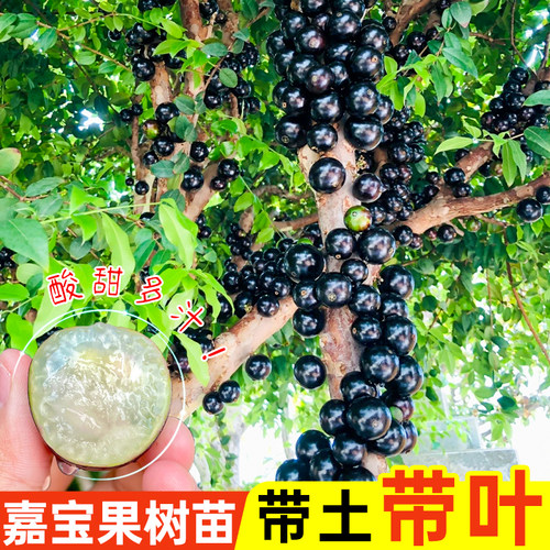 嘉宝果树苗四季红飞艾斯卡沙巴