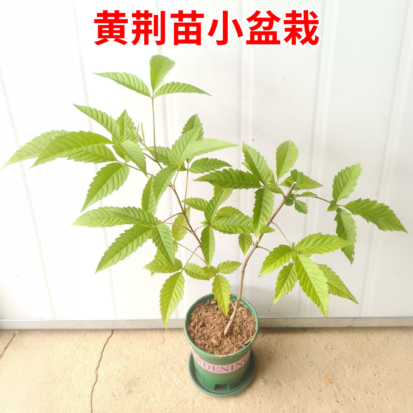 黄荆苗荆条小桩盆景庭院种植绿豆腐草木灰原料荆条蜜黄荆带土带叶