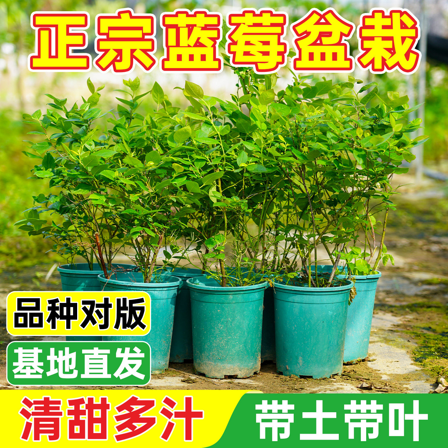 蓝莓树苗带花或带果南北方种植