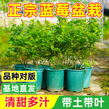 蓝莓树果苗带花或带果蓝莓盆栽南北方种植特大号果树阳台庭院种植