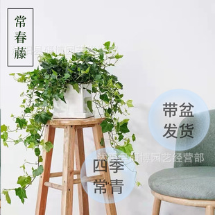 金边常春藤盆栽水培花卉植物桌面室内垂吊吊兰绿植好养常青长青藤