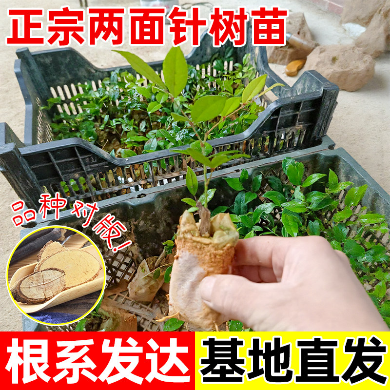 两面针树苗入地金牛上山虎两面针