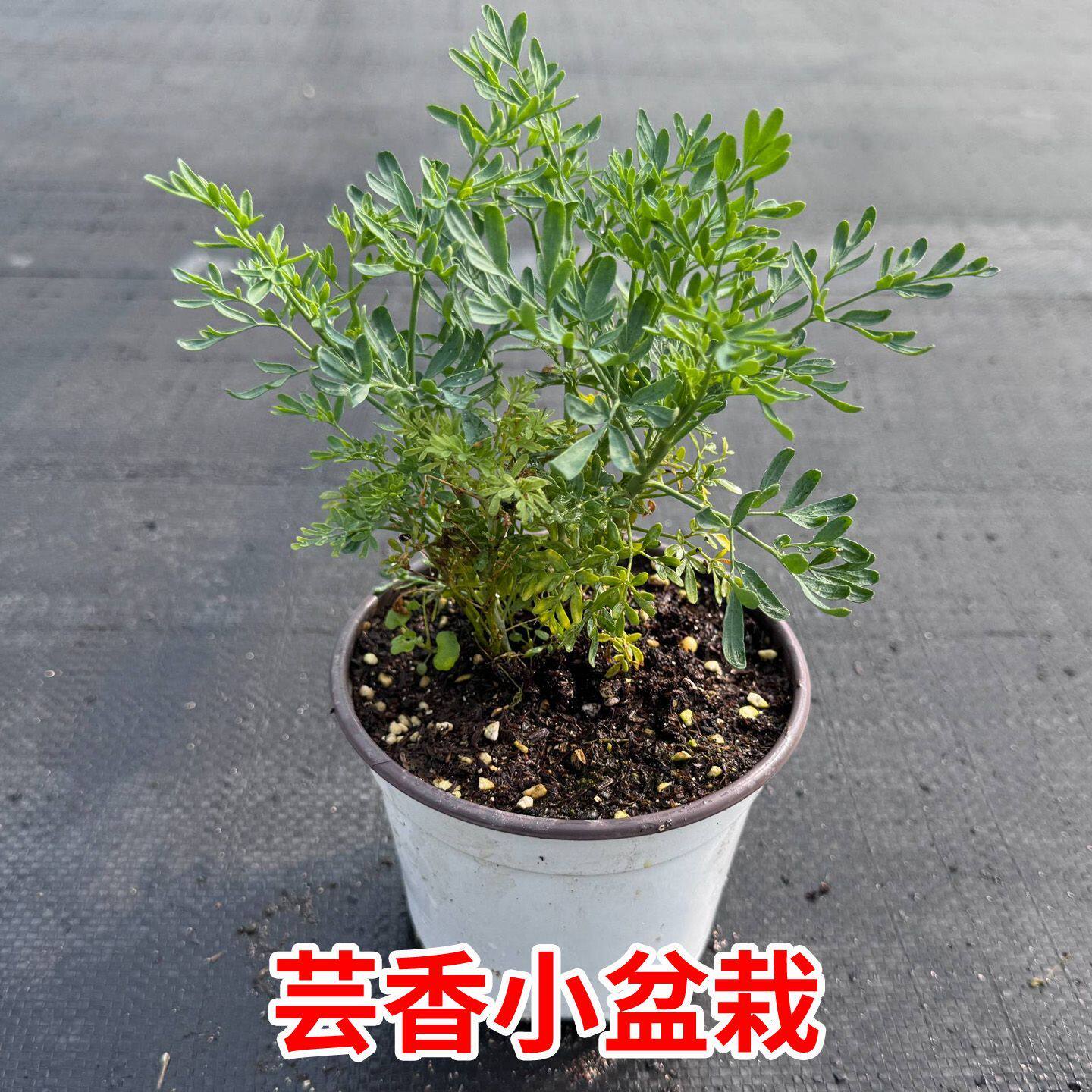 优质芸香草盆栽臭虫驱虫植物可食用煮绿豆沙好养耐晒中草药臭草苗