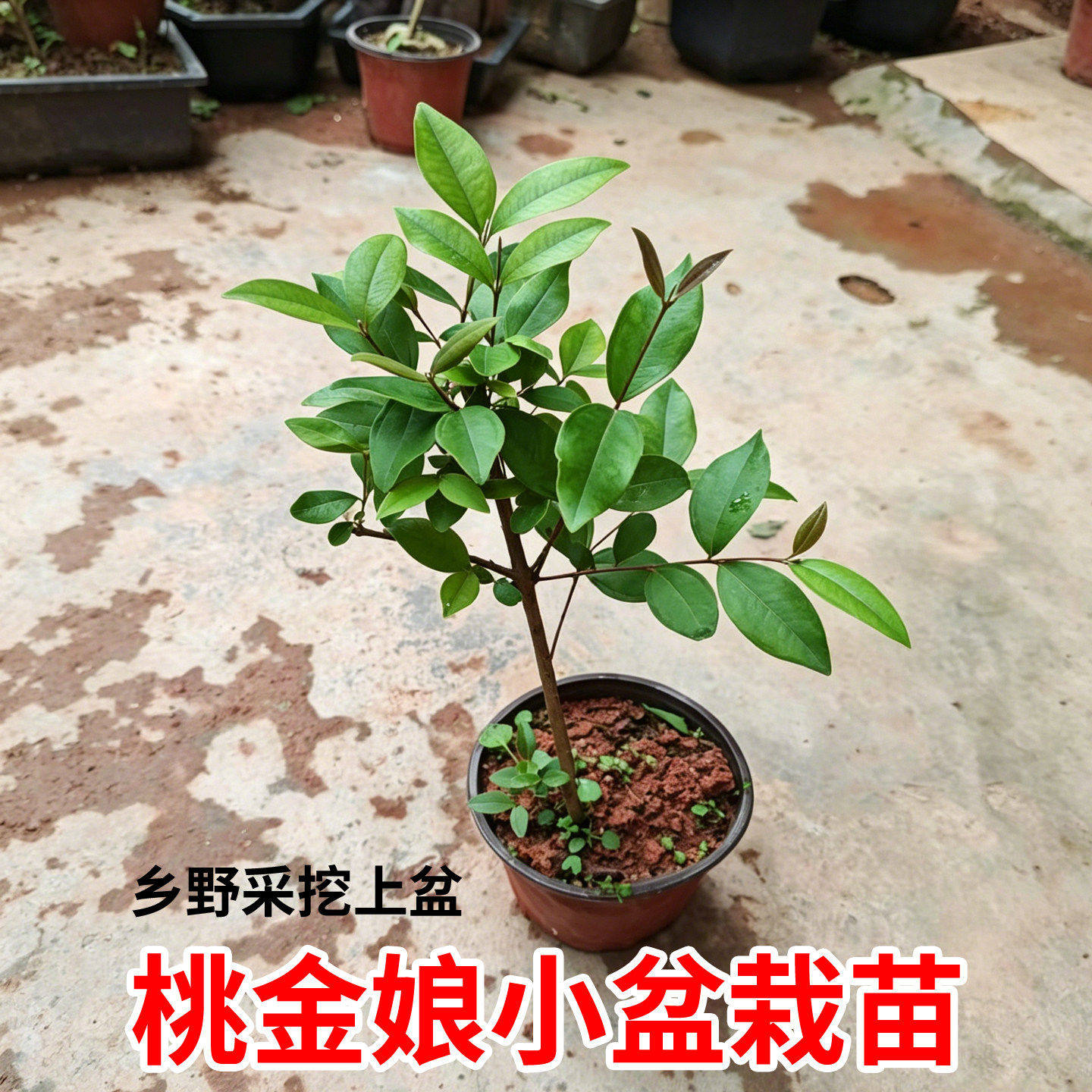 正宗桃金娘苗山捻子树苗乌稔多尼小种苗盆景地栽室内阳台庭院植物