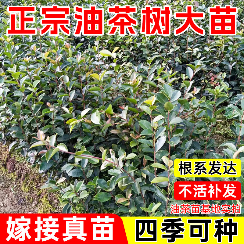 正宗嫁接油茶树苗矮化高产茶籽苗大果茶子树苗南北方四季种植包活
