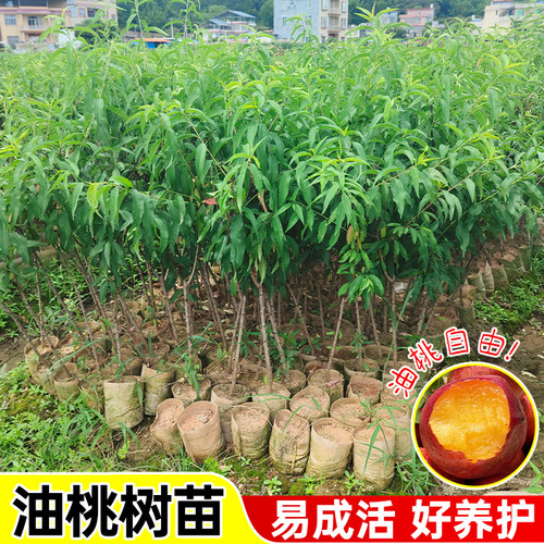 嫁接脆甜油桃水蜜桃树苗南北通栽