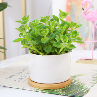 植物带香味绿植碰碰香室内盆栽客厅除异味净化空气一抹香花芳香