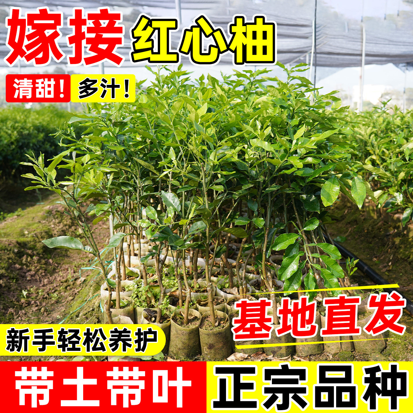 广西沙田柚子树苗木嫁接红心蜜柚庭院绿化南北方种植盆地栽果苗木