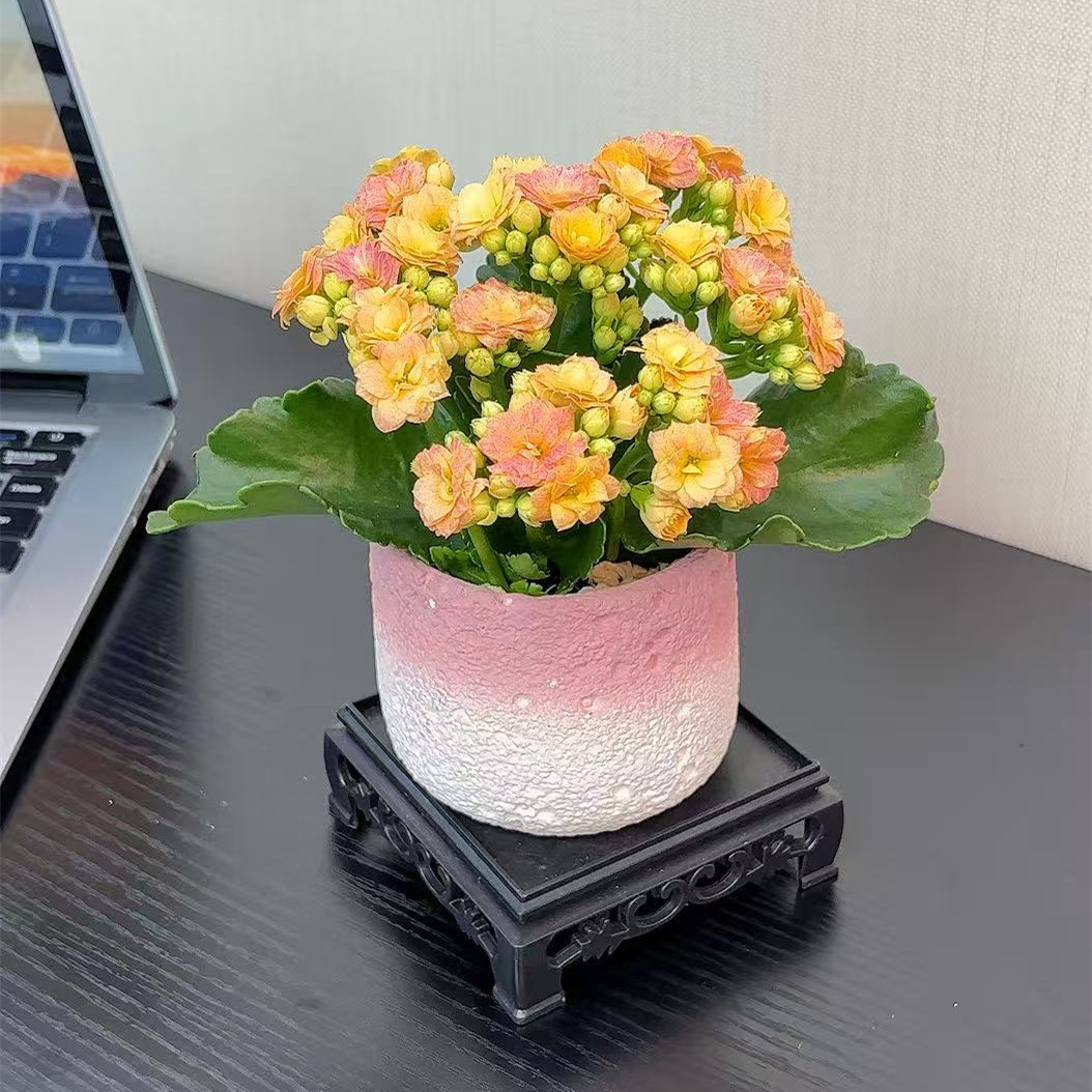 高端长寿花盆栽重瓣特大花花苗带花苞一年四季都开的花卉大全绿植