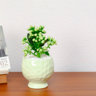 长寿花绿巴黎重瓣大花盆栽植物清仓室内桌面阳台四季开花盆栽植物