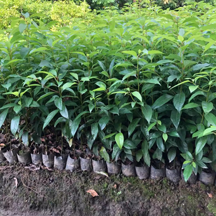 香樟树苗龙脑樟小杯苗四季常青庭院绿化工程盆栽地栽南北方可种植