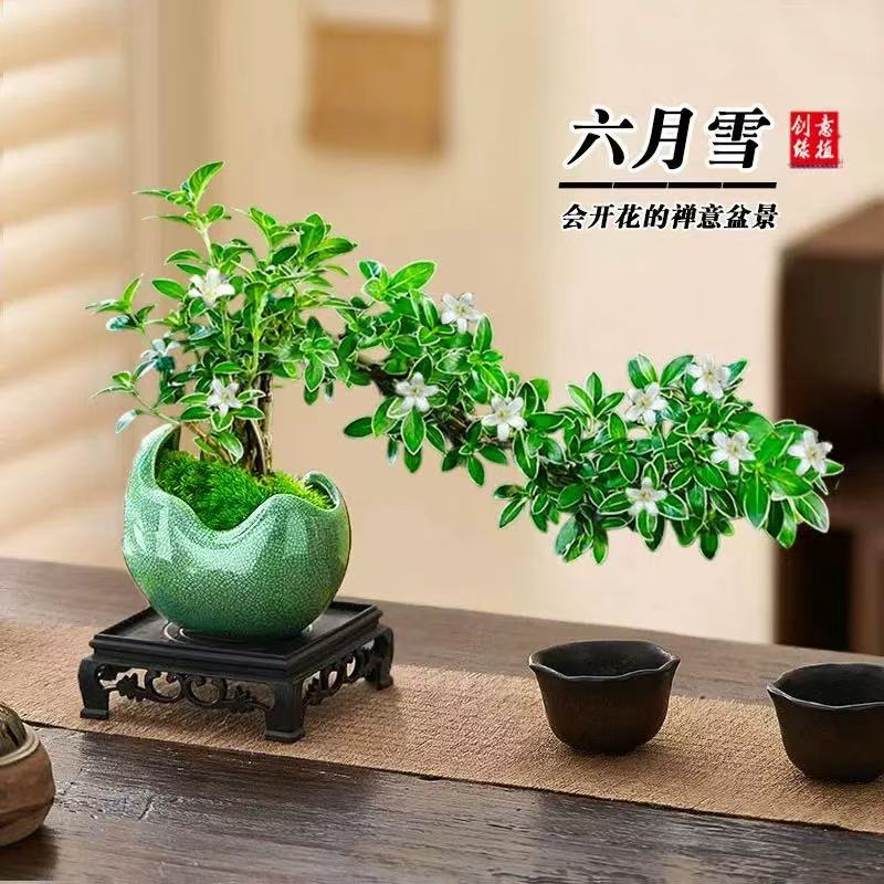 六月雪金边悬崖飘枝造型含陶瓷