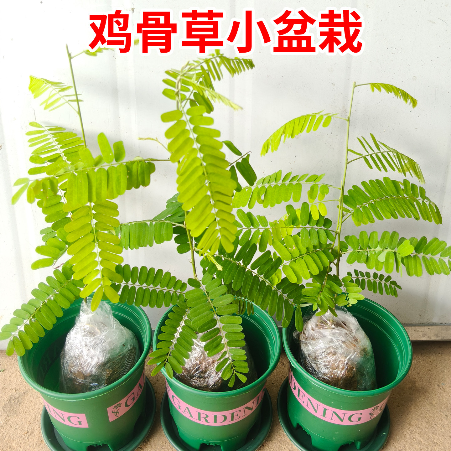 鸡骨草苗盆栽广东相思子绿植红母草苗中草药材可食用易种好养耐热