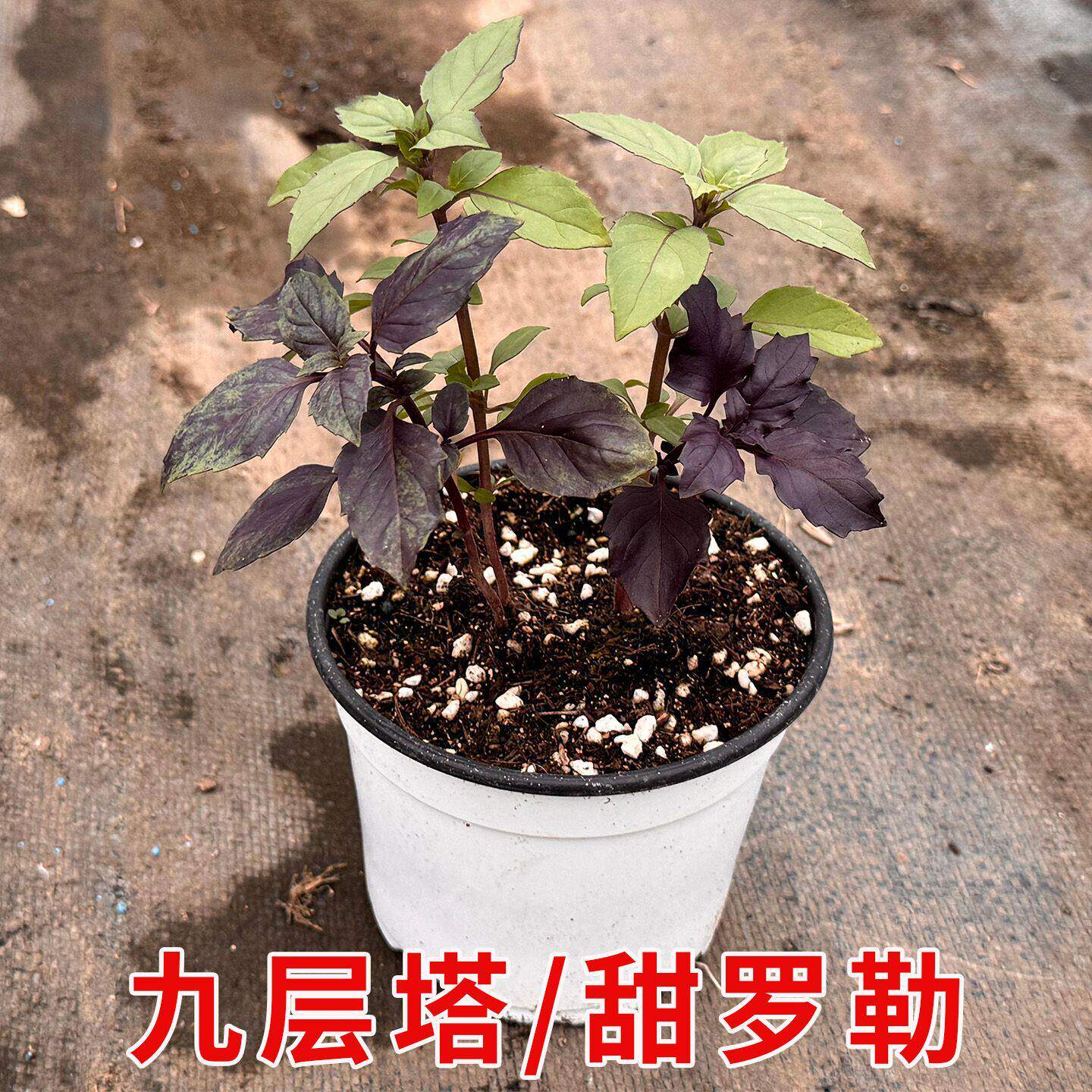 九层塔金不换盆栽可食用罗勒叶新鲜薄荷香料调味室内驱蚊中草药苗