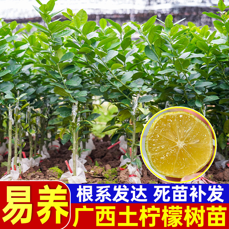 正品土柠檬树苗牛脚子苗广西本地薄皮柠檬厨房大料泡制咸柠檬
