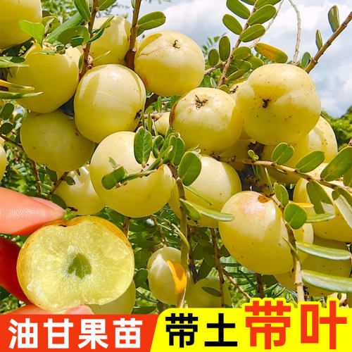 油甘果树苗带土带叶嫁接高产