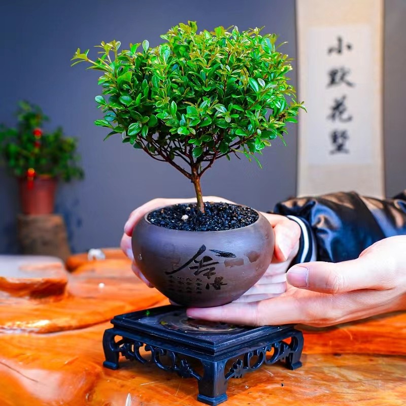 小叶赤楠绿植室内中式禅意植物盆景办公室桌面高级感小盆栽好养活