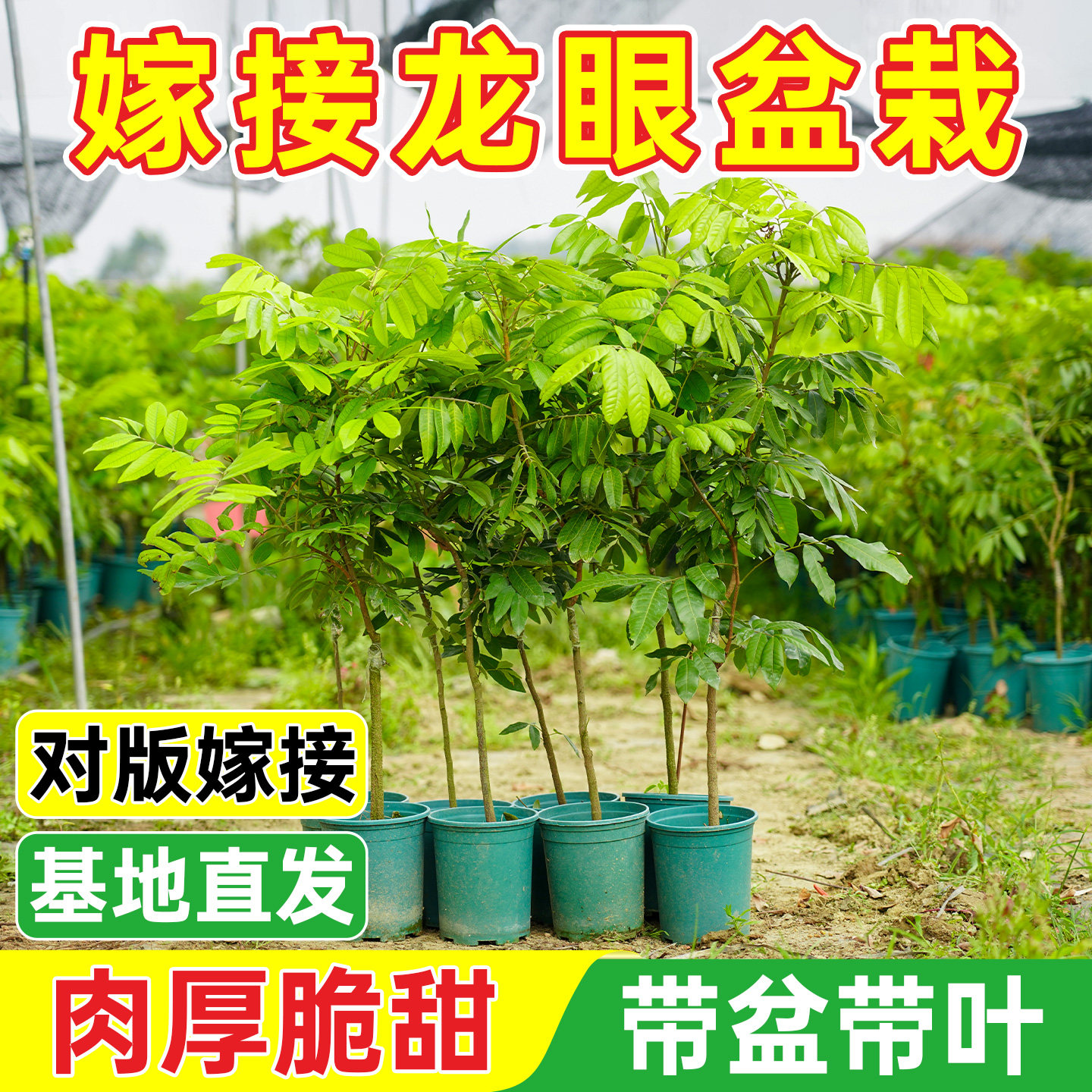 四季龙眼树苖带果发货嫁接盆栽地栽树苗南方四季种植易活当年结果