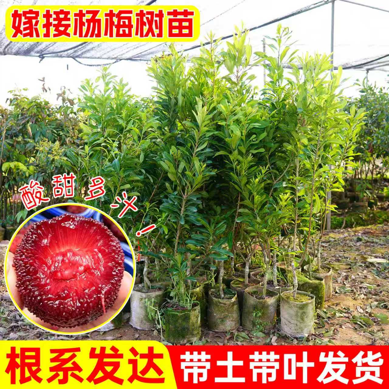 正宗嫁接东魁杨梅苗早熟