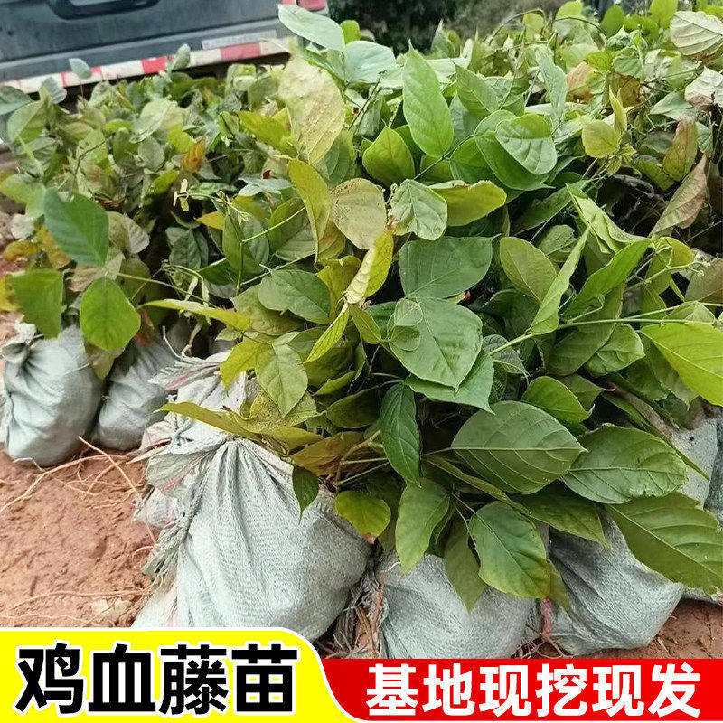 广西鸡血藤苗扦插苗大血藤杯苗特红鸡血藤苗药材树苗大红藤老桩苗