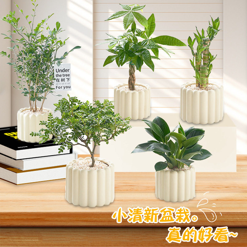 办公室桌面室内绿植小盆栽奶油风摆件室内除甲醛净化空气四季通用