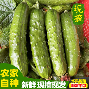 湖北旱黄瓜新鲜小青瓜水果农家蔬菜绿黄瓜带刺脆皮小黄瓜5斤装