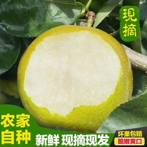 2026年翠冠梨现摘脆甜多汁