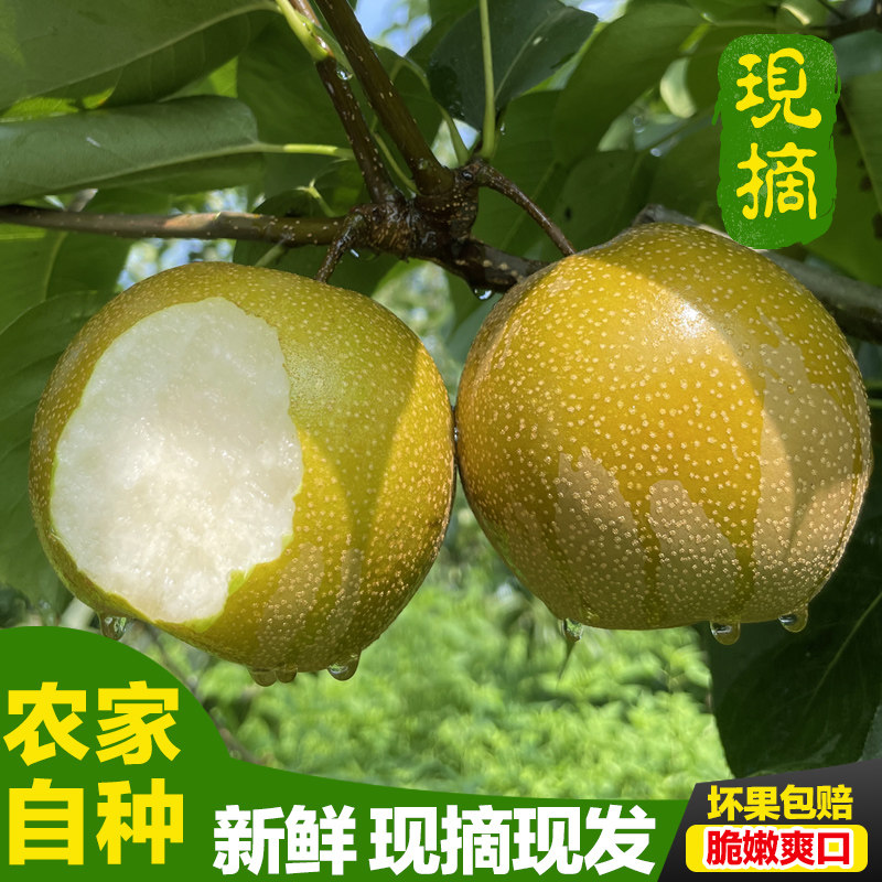2026年黄花梨现摘脆甜多汁