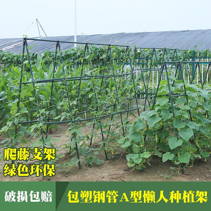 请问怎么用架子种菜啊,种菜架子怎么搭,自家小院怎样种菜(第15页)_大山谷图库