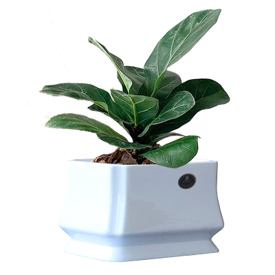 花盆陶瓷长方形现代简约阳台发财树多肉君子兰蝴蝶兰绿植盆栽清仓