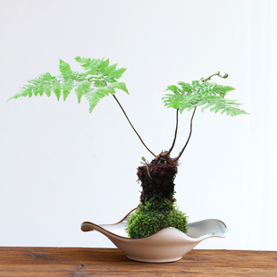 无孔苔藓球蕨类植物水仙容器中式禅意陶瓷托盘专用花盆水培器皿