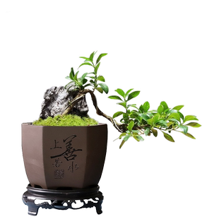 紫砂花盆带底托文竹发财树老桩陶瓷创意微型盆景盆多肉花盆特价