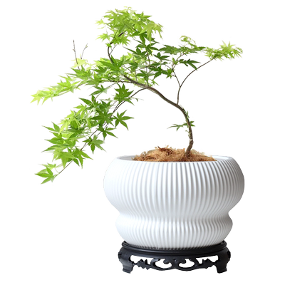 盆景白色陶瓷花盆北欧个性流泉枫