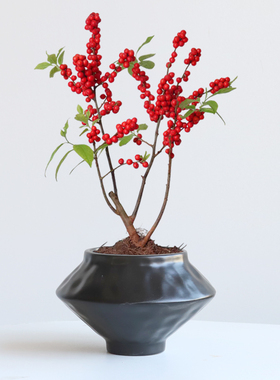 中式陶瓷花盆带托盘复古诧寂风陶罐蝴蝶兰冬青盆客厅花器干花插花