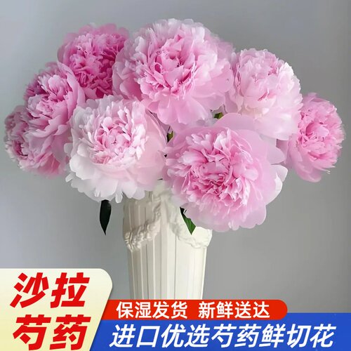 现货发顺丰 沙拉 重瓣芍药鲜花