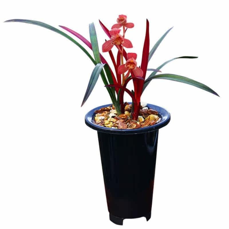 *上新红草兰花建兰红草红荷网红草兰花盆栽精品浓香花卉客厅绿植