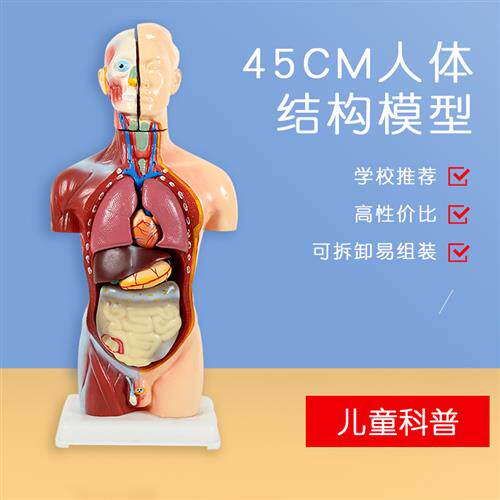 五脏六腑年龄脂肪脊椎大型呼吸半身像十二指p肠外肌肝胆解剖模型
