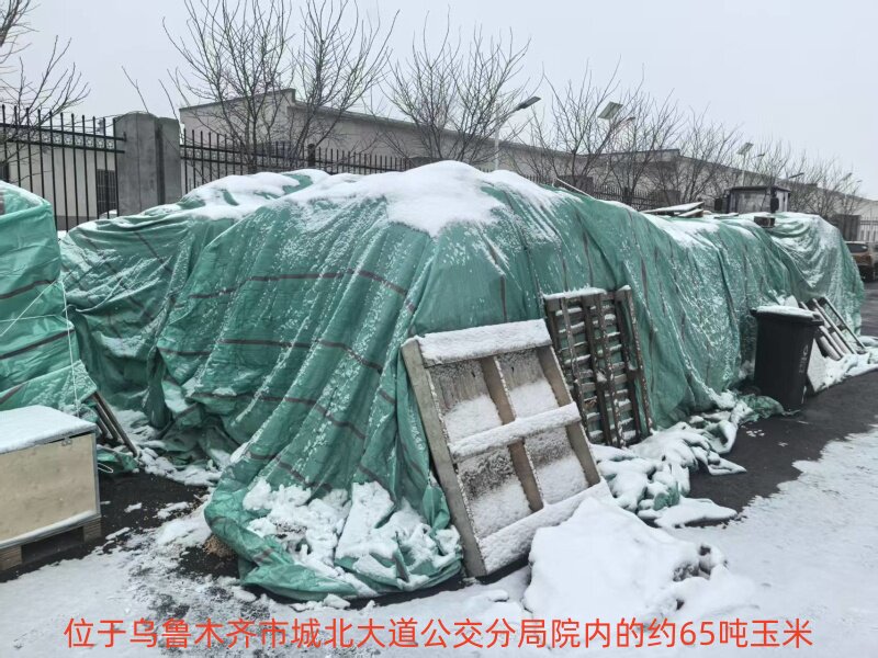 1月5日乌鲁木齐一批玉米网络拍卖公告