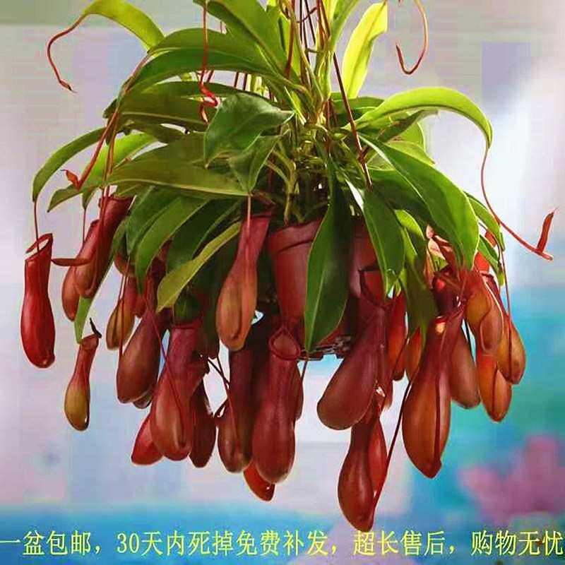 猪笼草捕蝇食虫驱蚊室内花卉虫草植物阳台苗盆栽客厅吃绿垂大吊兰