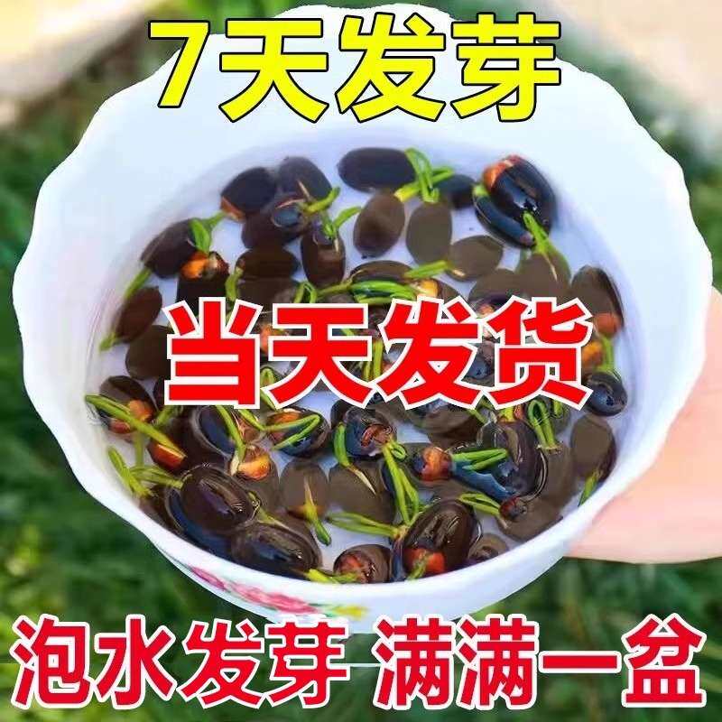 碗莲种籽子开口睡莲水培植物荷花水草