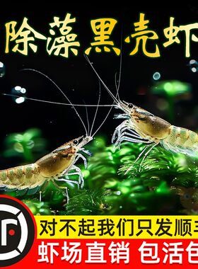 特大黑壳虾除藻虾淡水虾垂钓活体大型工具清洁虾观赏虾草缸饲料虾