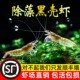 特大黑壳虾除藻虾淡水虾垂钓活体大型工具清洁虾观赏虾草缸饲料虾