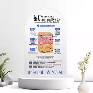 美妆店摆件皮肤层级展示架摆台展示牌面部皮肤分层结构展示牌肌肤抗衰老代谢周期水光亚克力展示牌摆件定制