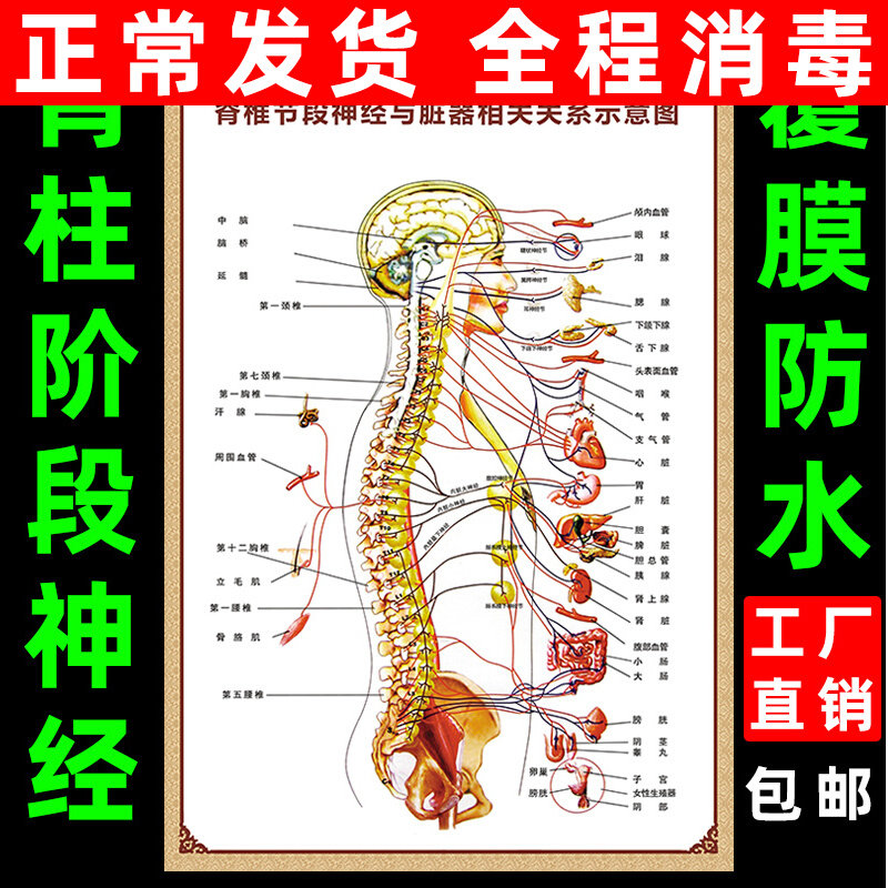 人体脊柱节段神经与脏器相关示意图分布图人体结构挂图脊椎全息图