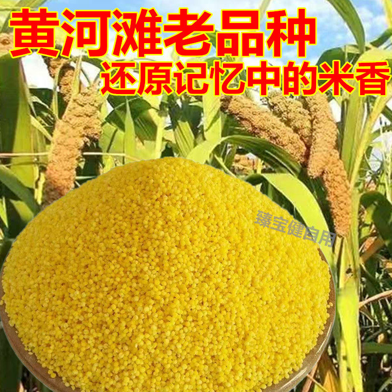 小米黄河滩新米农家自种老品种