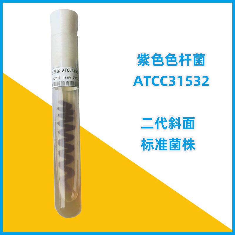 紫色色杆菌ATCC31532紫色菌株 二代斜面菌种微生物作画实验 高校