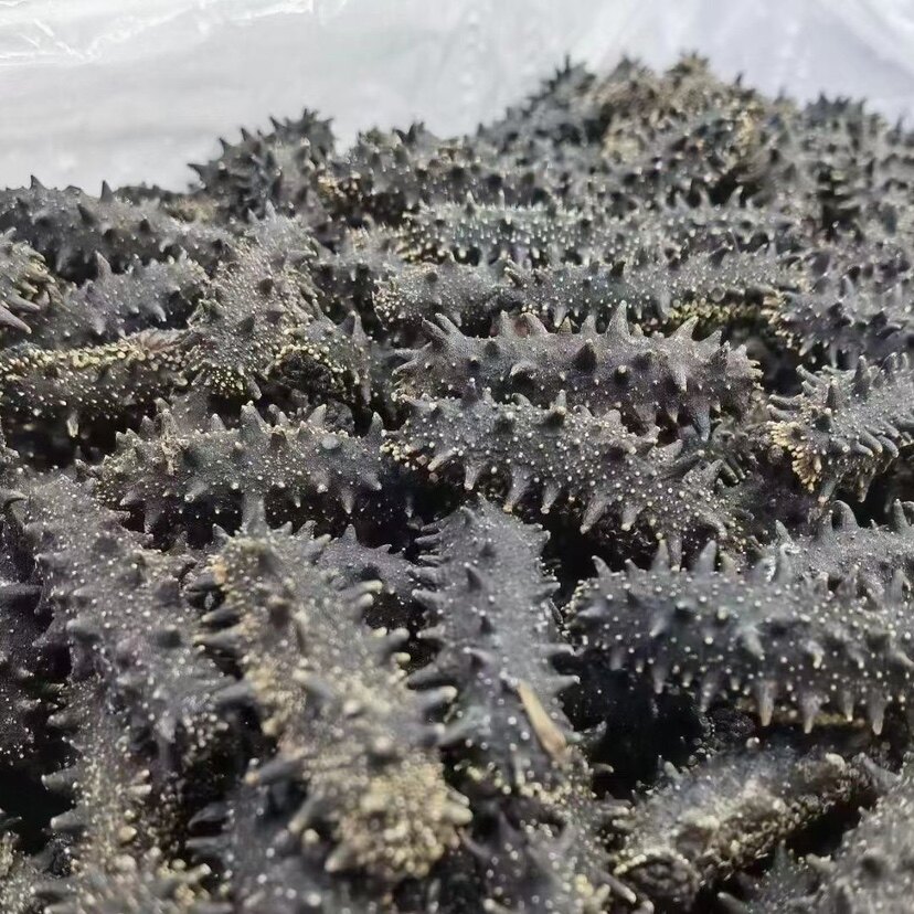 淡干海参干货500克深海大连辽刺海参非即食大连参 500克包邮