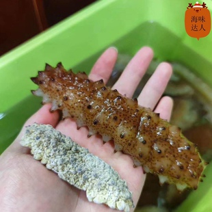 白刺参 摩洛哥野生海参 白刺秃参 淡干货野生海参500g包邮