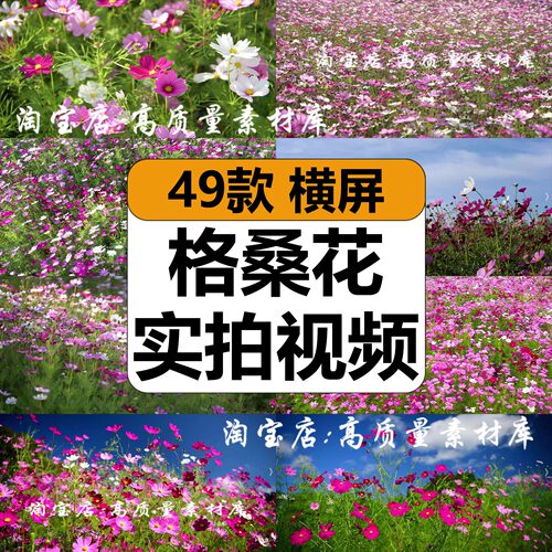 春天格桑花海唯美治愈鲜花朵盛开自然风景实拍高清短视频剪辑素材