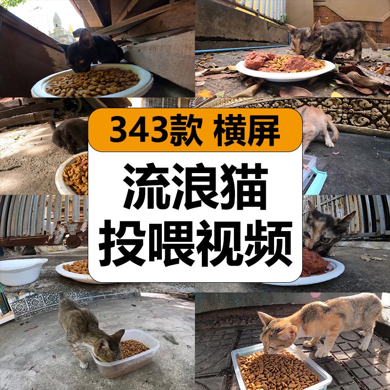 国外实拍摄流浪猫咪觅食投喂猫粮纪实记录中视频计划解说高清素材